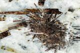 Golden-Brown, Radiating Astrophyllite - Kola Peninsula, Russia #255095-1